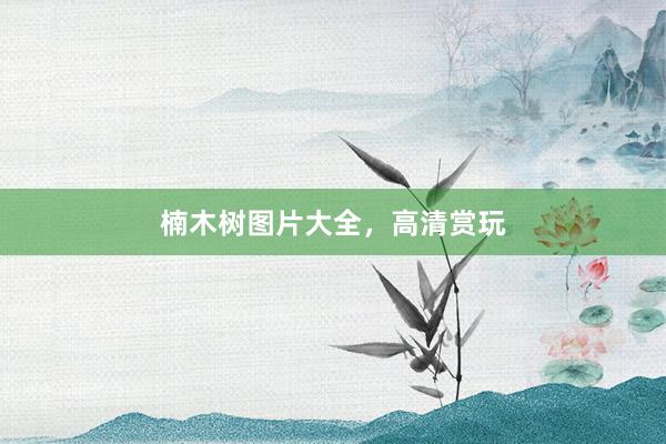 楠木树图片大全，高清赏玩
